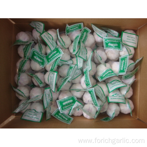 Normal Garlic packed 3pcs bag then 10kg carton